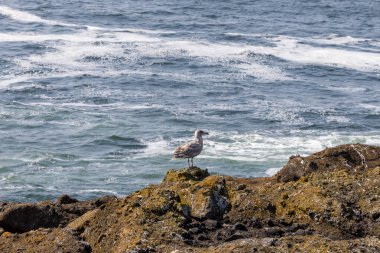 Rocky Shore Okyanus Dalgaları Üzerinde Duran Martı. Yüksek kalite fotoğraf