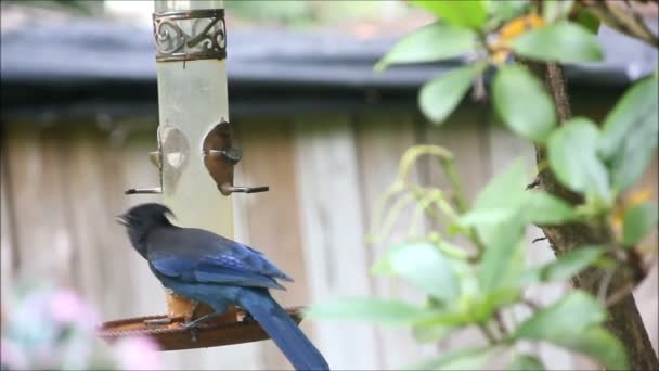 Steller Jay pada feeder 2 — Stok Video