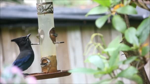 Steller 's Jay en el alimentador 1 — Vídeo de stock