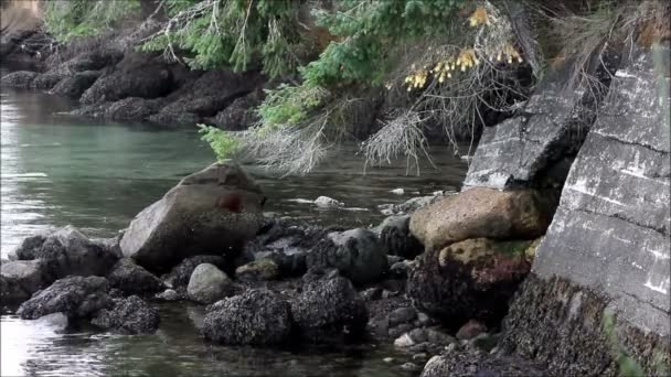 Afbrokkelende muur langs een baai bos — Stockvideo