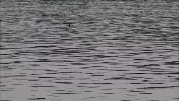 Cormorant swimming and diving in the ocean — Stock Video