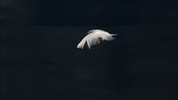 Pluma blanca sobre agua oscura — Vídeos de Stock