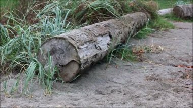 gri kıyıdan driftwood ve Seagrass'ı