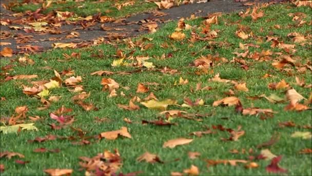 Fall leaves on damp grass — Stock Video