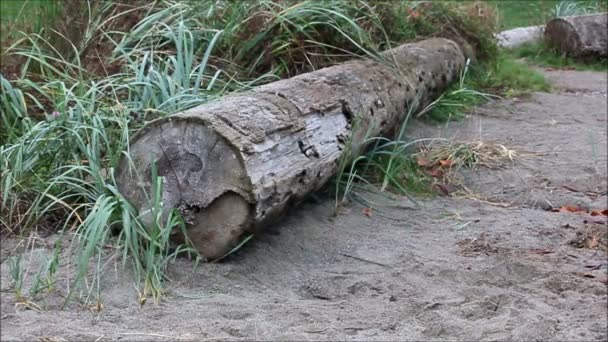 Серая береговая дровами и seagrass — стоковое видео