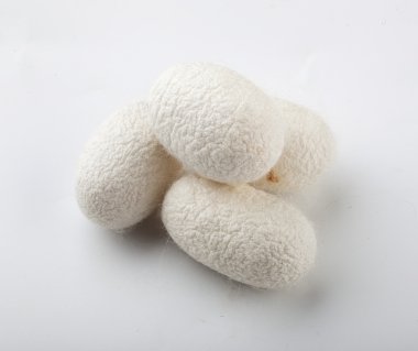 İpekböceği beyaz arka plan cocoons.