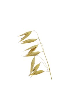 yulaf, izole yulaf bitki