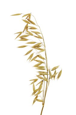 yulaf, izole yulaf bitki