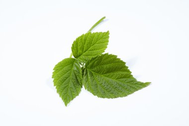 Beyaz bir arka plan üzerinde izole ahududu yaprağı