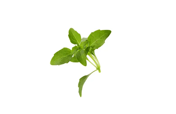 Basil leaf isolated — Stock Photo, Image