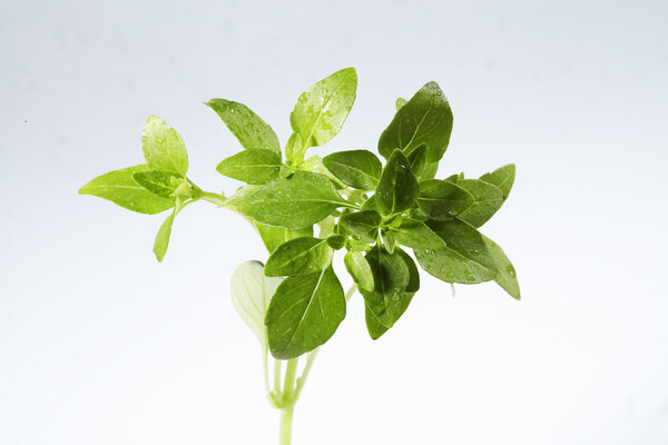 Basil leaf isolated