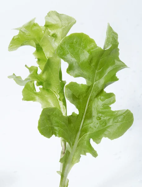 Lettuce  leaf on the white background — Stock Photo, Image