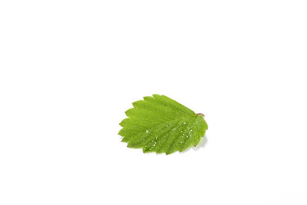 Πράσινο φύλλο φράουλας απομονωμένο σε λευκό φόντο — Φωτογραφία Αρχείου