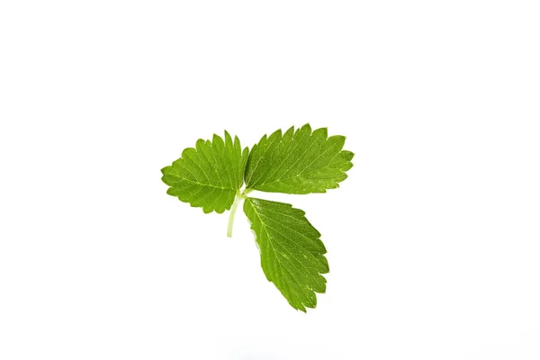 Zelené jahodové listy izolované na bílém pozadí — Stock fotografie