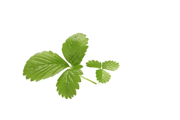 Folha de Morango Verde isolada sobre fundo branco — Fotografia de Stock