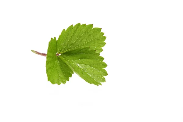Grünes Erdbeerblatt isoliert auf weißem Hintergrund — Stockfoto