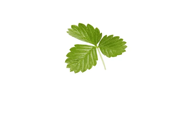Зеленый клубничный лист изолирован на белом фоне — стоковое фото