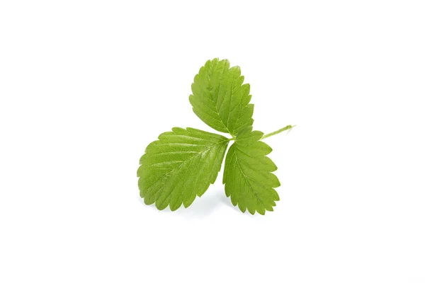 Feuille de fraise verte isolée sur fond blanc — Photo