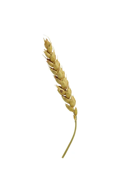 麦、燕麦の分離 — ストック写真
