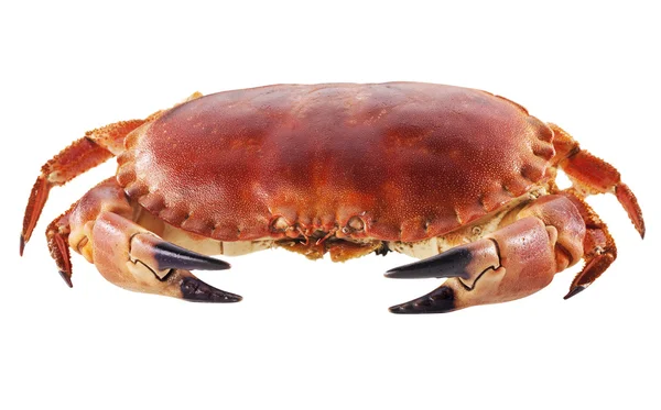Krabbekjøtt med skall på hvit bakgrunn – stockfoto