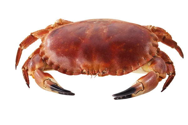 Yengeç eti beyaz zemin üzerine onun kabuğundaki