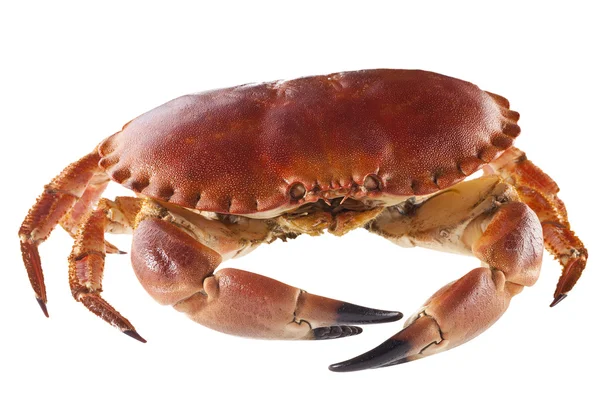 Yengeç eti beyaz zemin üzerine onun kabuğundaki