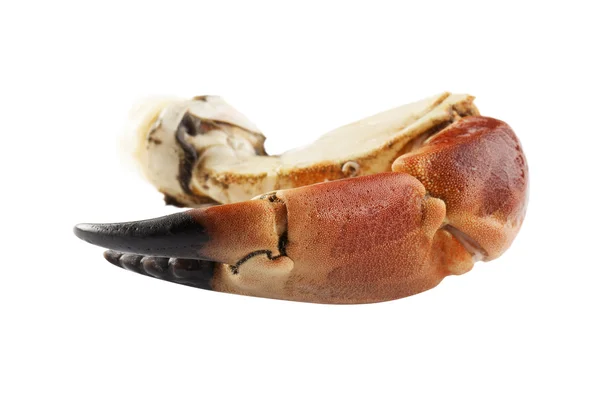 Yengeç eti beyaz zemin üzerine onun kabuğundaki