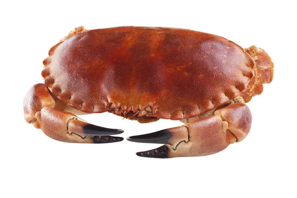 Chair de crabe dans sa coquille sur fond blanc — Photo