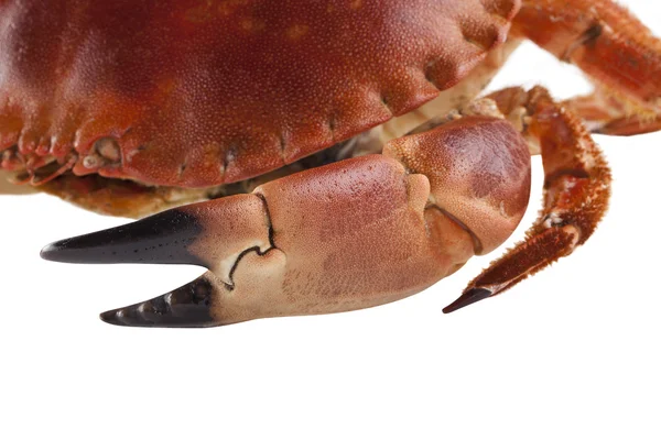 Crab meat in its shell on white background — Stock Photo, Image