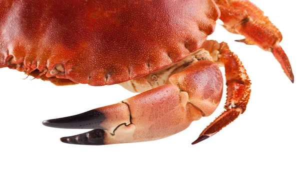 Crab isolated on the white background — Stock Photo, Image