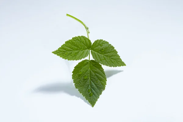 Folha de framboesa isolada em um fundo branco — Fotografia de Stock