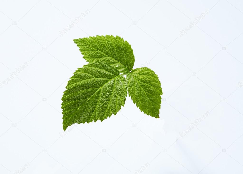 Raspberry Leaf isolated on a white background