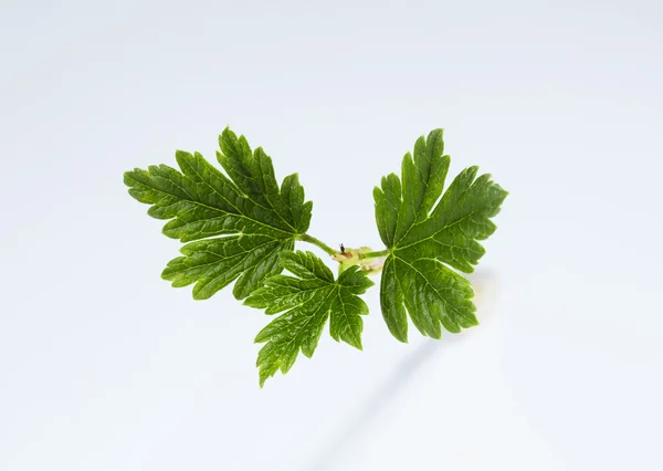 Groselha espinhosa folhas isoladas no fundo branco — Fotografia de Stock