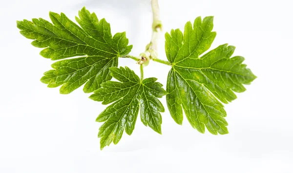 bektaşi üzümü izole üzerinde beyaz arka plan bırakır