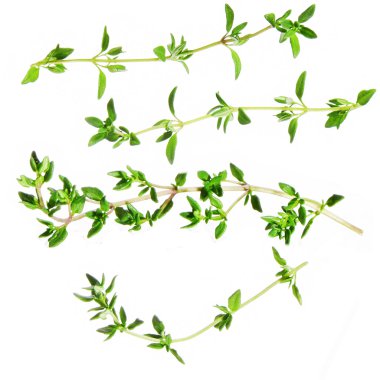 Beyaz arka plan üzerinde izole kekik