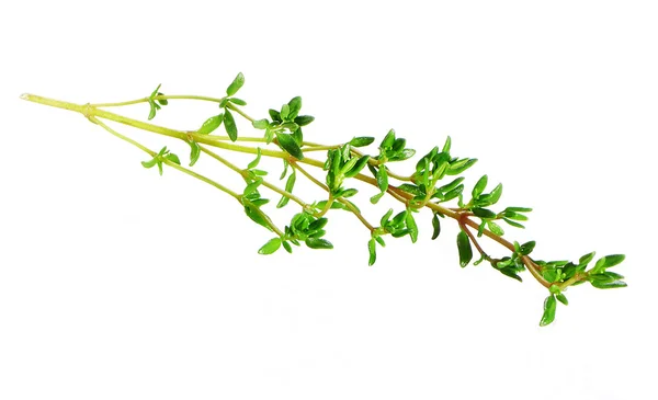 Beyaz arka plan üzerinde izole kekik