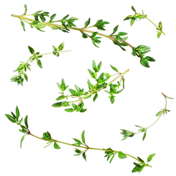 Beyaz arka plan üzerinde izole kekik