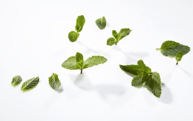 Beyaz arkaplanda taze nane