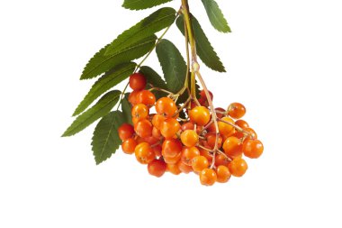 Grup beyaz zemin üzerine Kırmızı Rowan