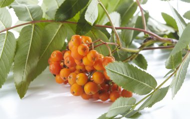 Grup beyaz zemin üzerine Kırmızı Rowan