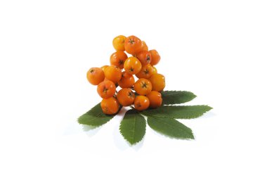 Grup beyaz zemin üzerine Kırmızı Rowan