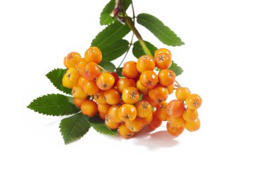 Grup beyaz zemin üzerine Kırmızı Rowan