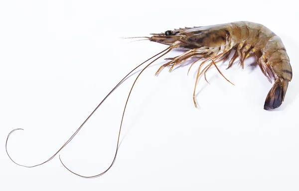 Crevettes tigrées. Crevette isolée sur fond blanc — Photo