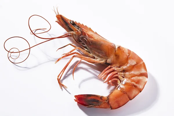 Kaplan karides. Beyaz bir arka plan üzerinde izole karides