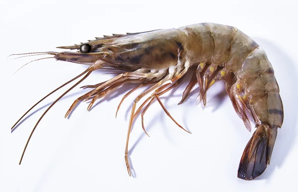 Kaplan karides. Beyaz bir arka plan üzerinde izole karides