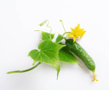 Taze taze salatalık yaprakları, taze taze salatalık (salatalık) salatalık çiçekleri, beyaz arka planda izole edilmiş.