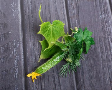 Taze taze salatalık yaprakları, taze taze salatalık (salatalık) salatalık çiçekleri koyu ahşap arka planda