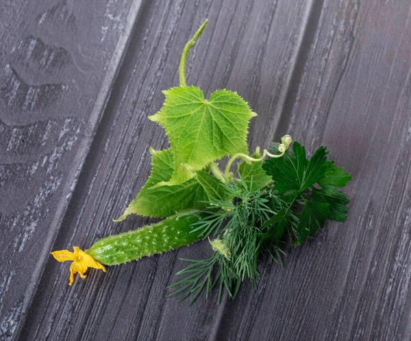 Taze taze salatalık yaprakları, taze taze salatalık (salatalık) salatalık çiçekleri koyu ahşap arka planda