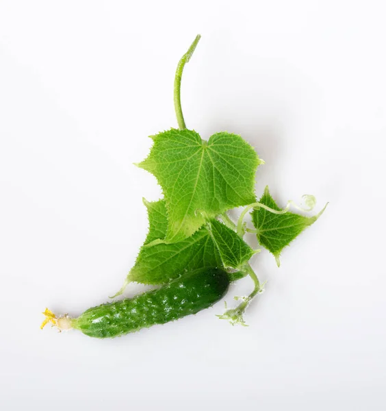 Hojas Frescas Pepino Joven Pepinos Jóvenes Frescos Pepinillos Flores Pepino —  Fotos de Stock