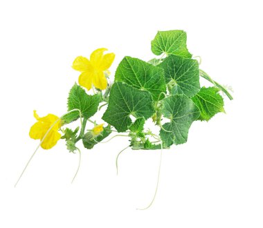 Taze taze salatalık yaprakları, taze taze salatalık (salatalık) salatalık çiçekleri, beyaz arka planda izole edilmiş.